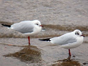 Black Headed Gull