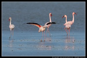 Lesser Flamingo Yoga