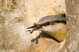 Nuthatch in the morning