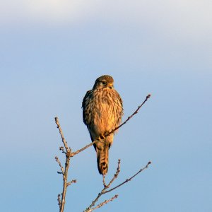 Kestrel of the Haye