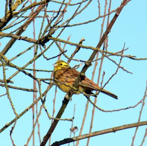 A Farmland Bunting