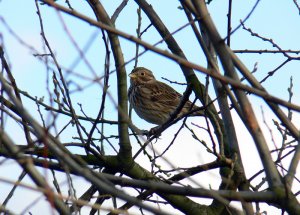 Corn Bunting