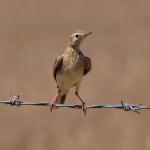 African Pipit