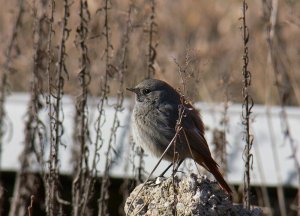 Black Redstart