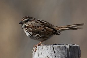 Song Sparrow