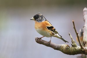 Brambling