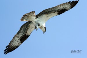 Osprey - In flight w/ dinner