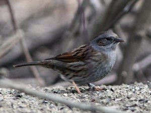 Hedge Accentor