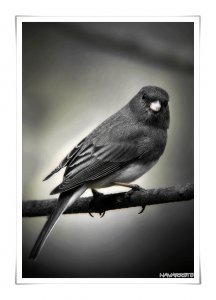 Dark-eyed Junco