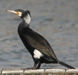 European Cormorant