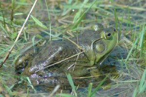 frog sunning