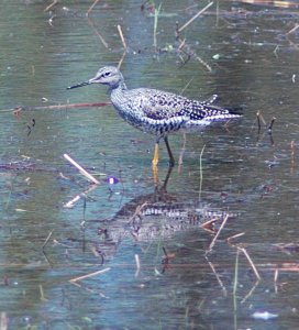 Greater Yellowlegs