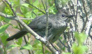 Another view of Catbird