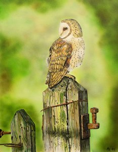 barn owl