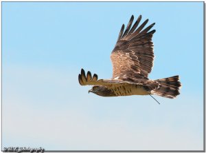 Broadcasting in flight