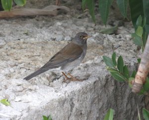 Pale Thrush, last of the Mohicans
