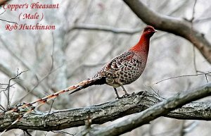 Copper's Pheasant.."Opus"