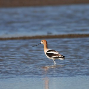 American Avocet