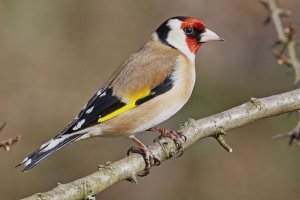 Goldfinch