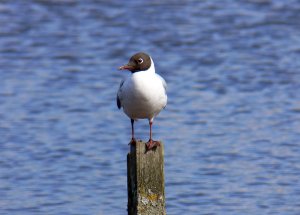 "Hooded Gull"