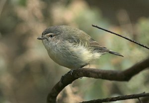 Weebill