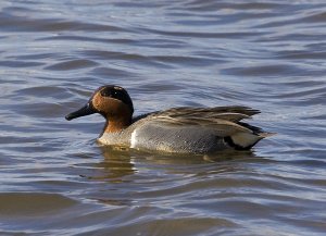 Green-winged Teal