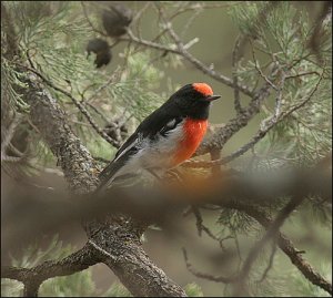 Red Capped Robin