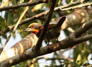 Gilded Barbet