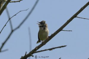 Whitethroat24