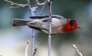 Red-Faced Warbler