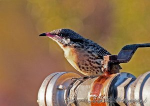 Spiny-cheeked Honeyeater (2A)