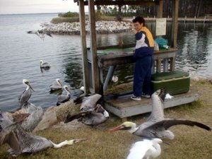 twisted neck pelican