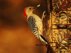 Red Bellied Woodpecker