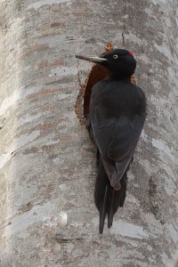 Black Woodpecker