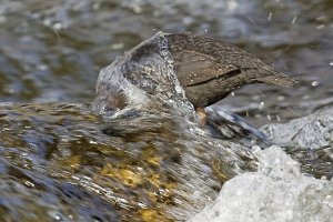 Dipping Dipper