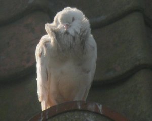 Capuchine Rock Dove