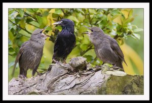 Harassment  (Starlings)