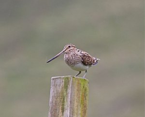 Snipe