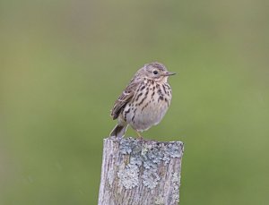 Pipit