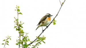 Whinchat