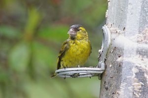 Siskin