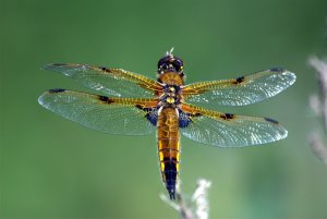 Four Spotted Chaser