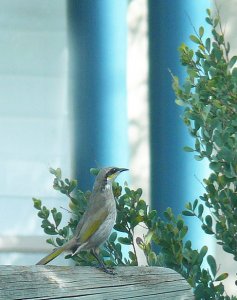 Singing Honeyeater