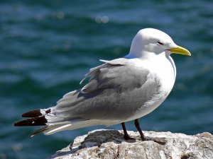 Kittiwake