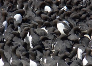 Guillemot Society