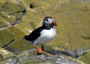 Atlantic Puffin