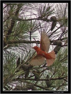 Summer Tanager, Male