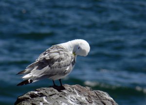 Elegant Gull