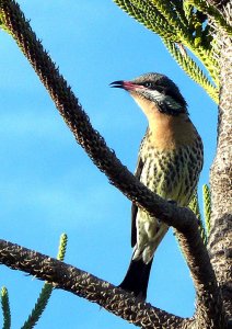 Spiny-faced Honeyeater