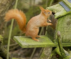 Red Squirrel